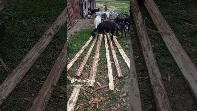 С козочками окоряем досочки