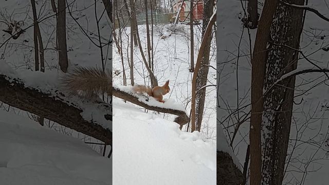 Белка усердно прячет орехи