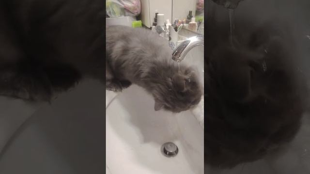 котик играет с водой