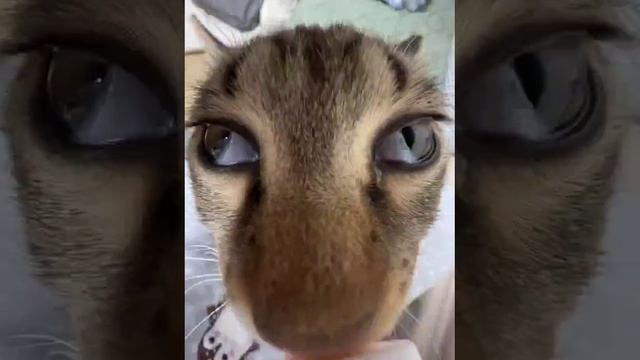 ХААХАХАХАХА МИЛЫЙ КОТИК﹤3