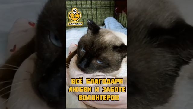 Кот Семен ищет любящих хозяев