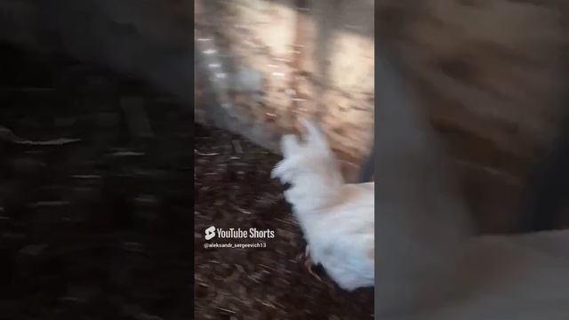 Прыткий петух под шум дождика