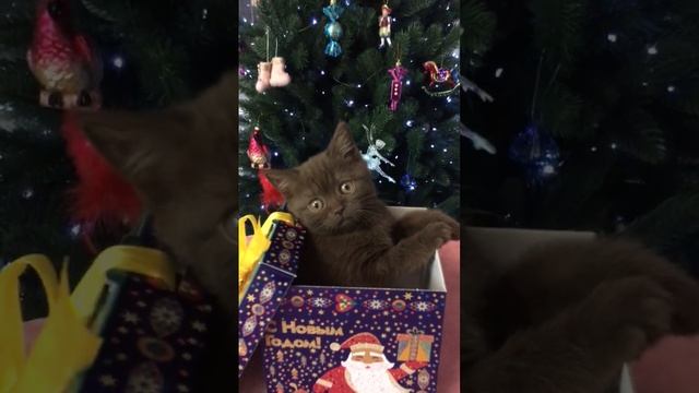 Британский котенок в дорогом шоколадном окрасе