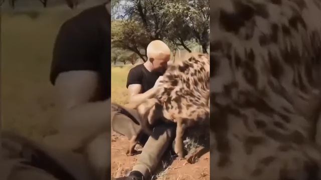 гиены могут быть милыми и ласковыми животными. 🥰