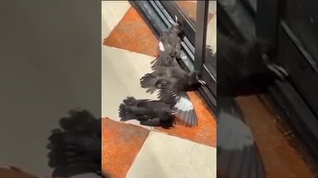 1000012804.mp4