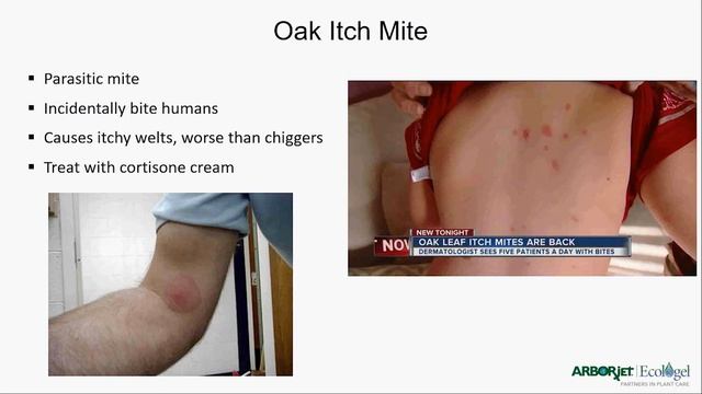 Horned Oak Gall Wasp and Oak Itch Mite Webinar