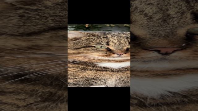 Милые котики. Самый умный и красивый Барсик.