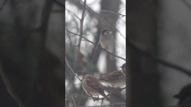 Воробьи под окном