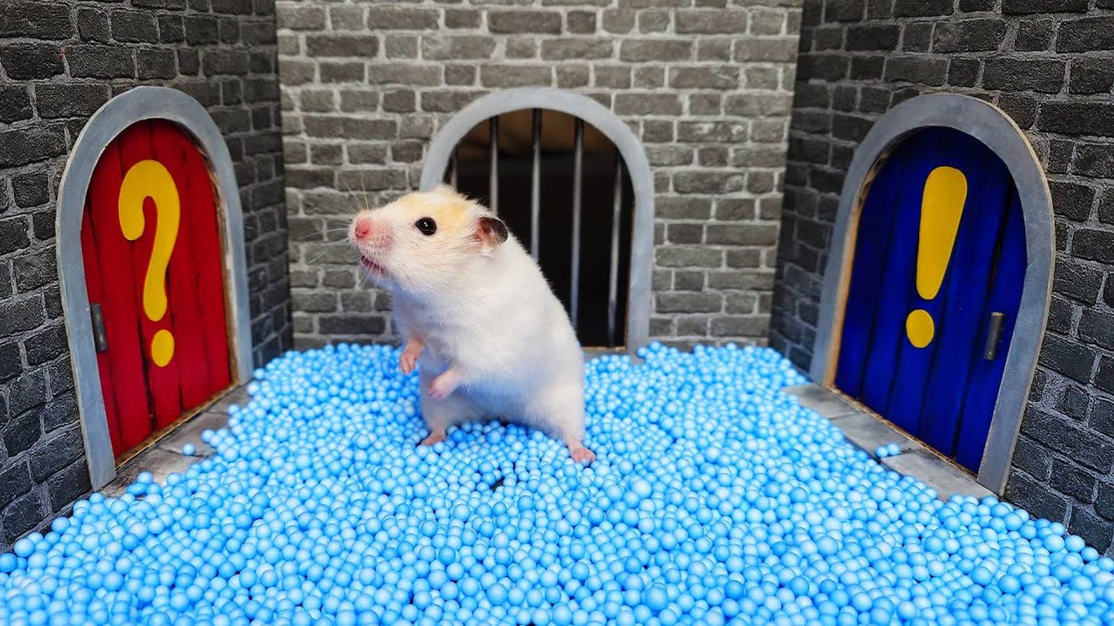 Хомяк сбегает из сложного лабиринта для умных животных !