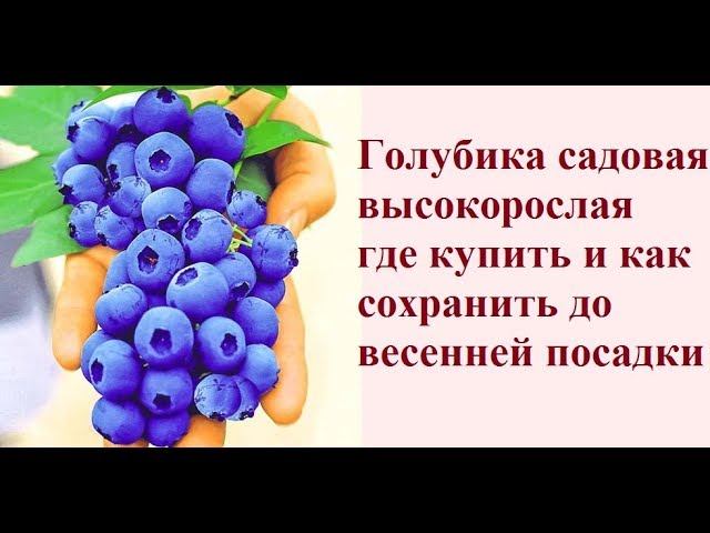 ГОЛУБИКА САДОВАЯ (ВЫСОКОРОСЛАЯ). КАК СОХРАНИТЬ САЖЕНЕЦ ДО ВЕСЕННЕЙ ПОСАДКИ?