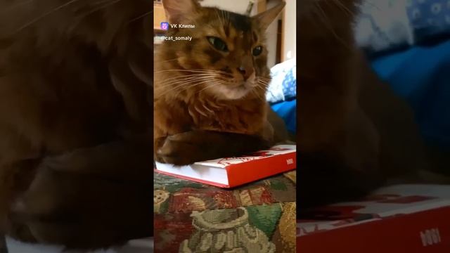Кот Ученый