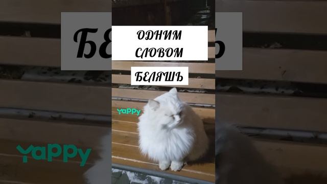 #стаффордширскийбультерьер #стафбуль #стаффорд #собакаулыбака