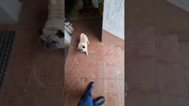Вот так нас встречает Жорик