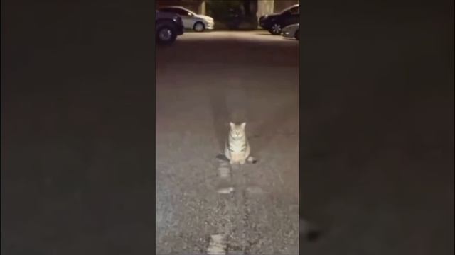 scene_output.mp4