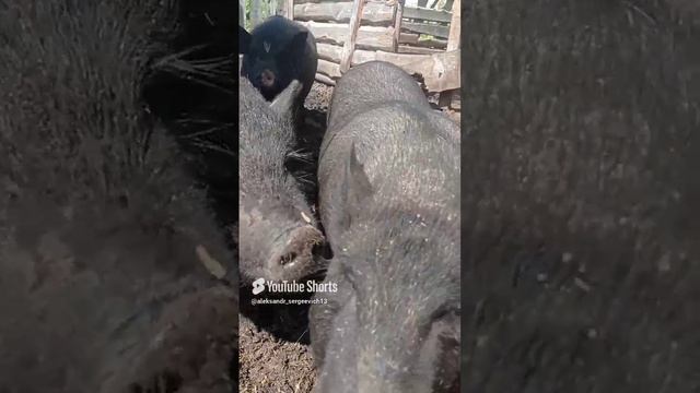 Пришёл хряк пахан и поросей других раздвинул