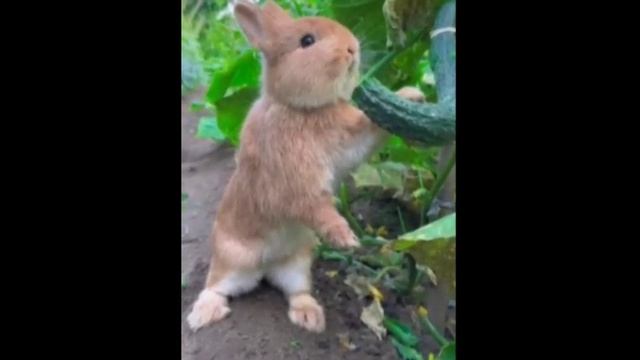 Так вот кто тырит огурцы в тепличке..)