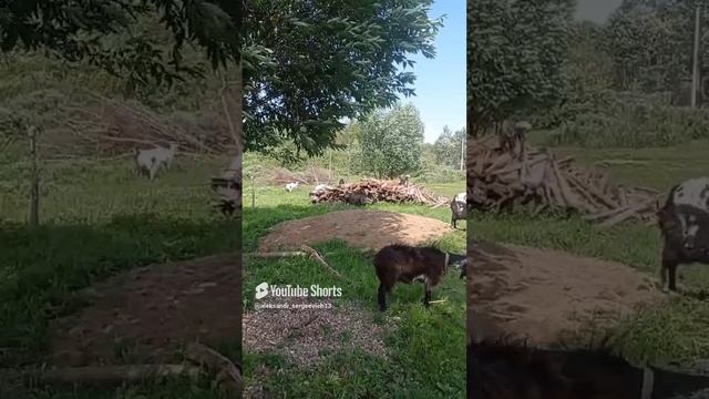 Соседские травы сорняки всё равно самые вкусные