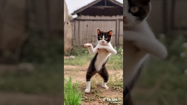 Кот танцует
