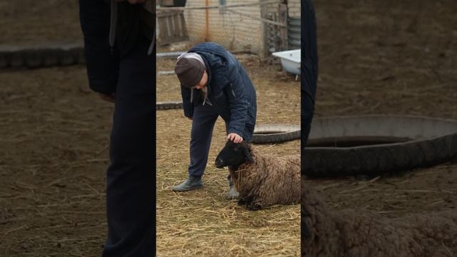 Калмыцкий вайб - Один в поле воин -  Хотите продолжения?