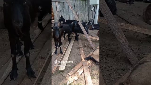 Козёл всё разломал в загоне устал и уснул