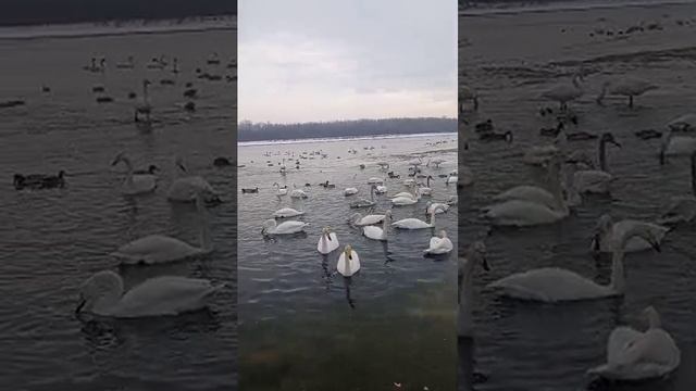 Социальный туризм в Комплексном центре Бийска. Поездка к лебедям