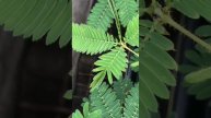 Мимоза стыдливая🌿
