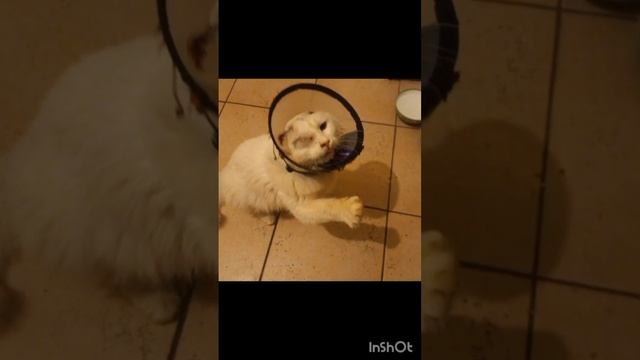 Хочется поддержки для котика Лорда