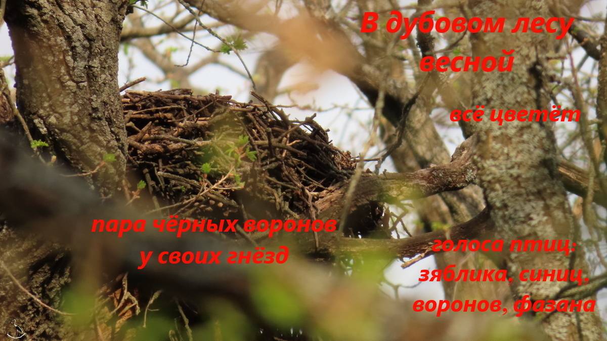 В дубовом лесу в апреле. Чёрные вороны у своего гнезда. Зяблик, синицы поют. Цветы апреля. 12.04.24