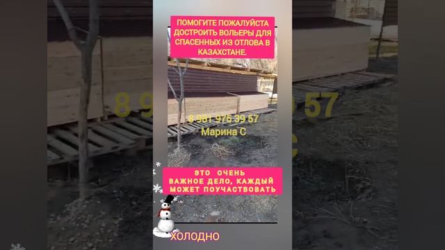 Внимание розыск ДАЯТЕЛЬНЫХ и доброхотных! спасение собак из отлова