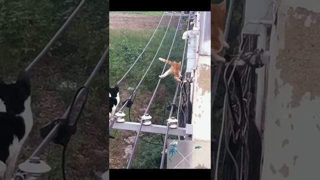включая кота