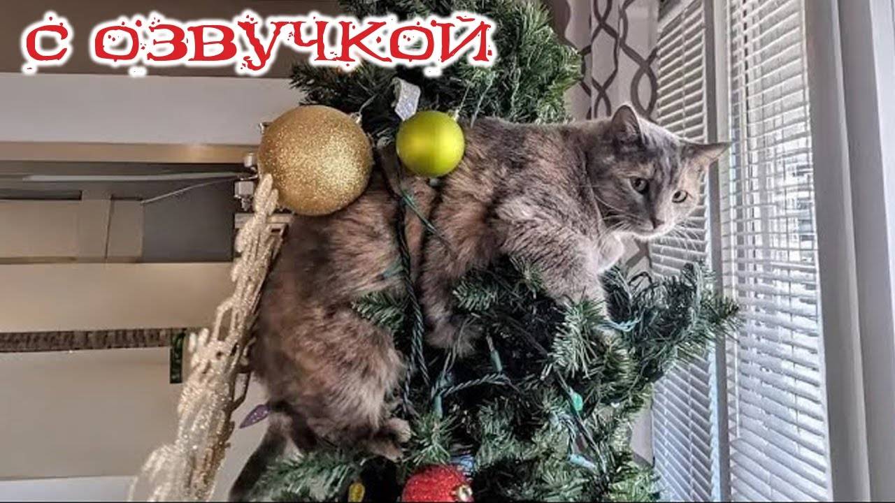 Приколы с котами! СМЕШНЫЕ КОТЫ! С ОЗВУЧКОЙ!!! - Самые смешные животные! ДО СЛЕЗ!