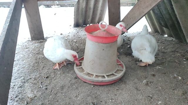 Деревенские будни 🏠❄ Гуси 🪿 куры🐔 петушки🐓 утки🦆 Рыжий кот Фокс 🐱 кошечка Лапа, старушка Бэля