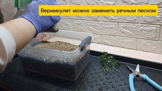 Укореняю Миниатюрную Розу Кордана из Магнита..Секреты укоренения..