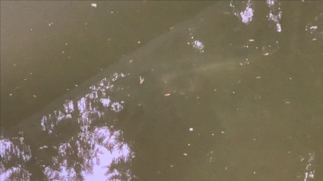 Белуга гуляет.Почти подо льдом