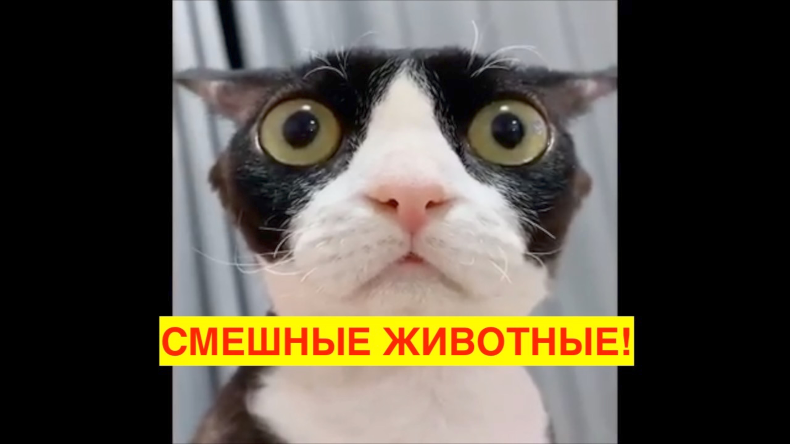 ОЧЕНЬ СМЕШНЫЕ ЖИВОТНЫЕ. УХОХОЧЕШЬСЯ! ПОДНИМИ СЕБЕ НАСТРОЕНИЕ!