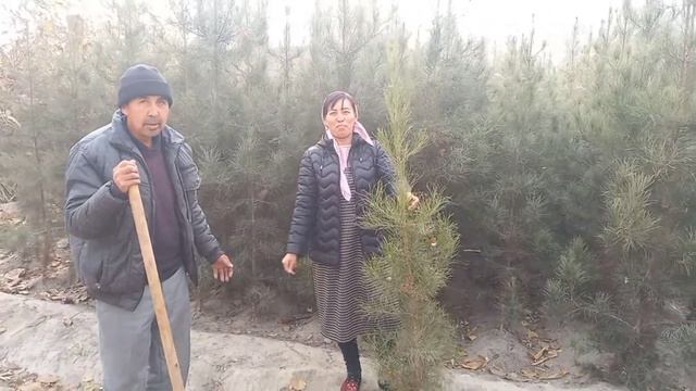 АНА БУЛМАСАМ ЭНГ АРЗОН АРЧА ДАРАХТЛАРИ СОТИЛАДИ ОПТМ НАРХДА 2000 ДОНА ОГАН ОПКОЛДИ БУНУС БОР #арча