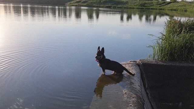 Пёс остужается в пруду.mp4