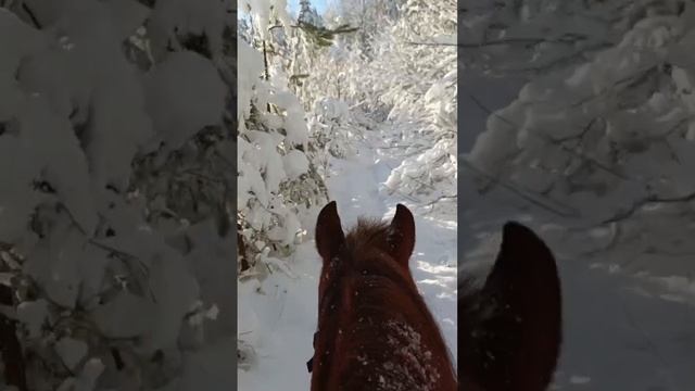С наступающим 🎄