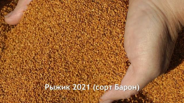 RUSFIELD.SU Небольшой промо-ролик о работе Совхоза им.Цюрупы (Башкортостан).