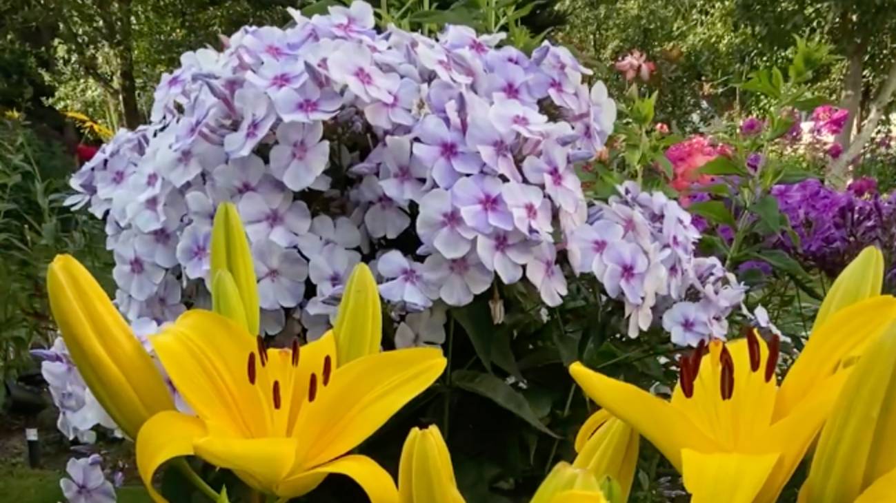 Луковичные. Коллекция лилий.