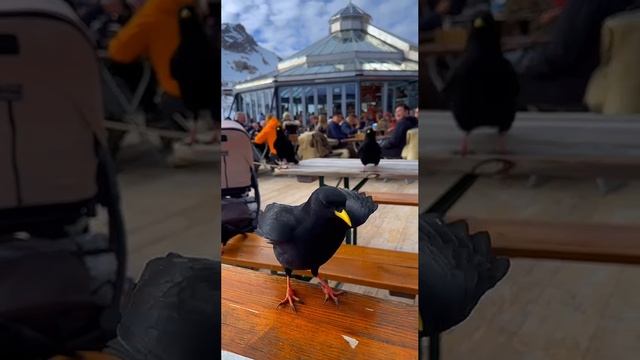 Альпийские Галки.Бавария.
