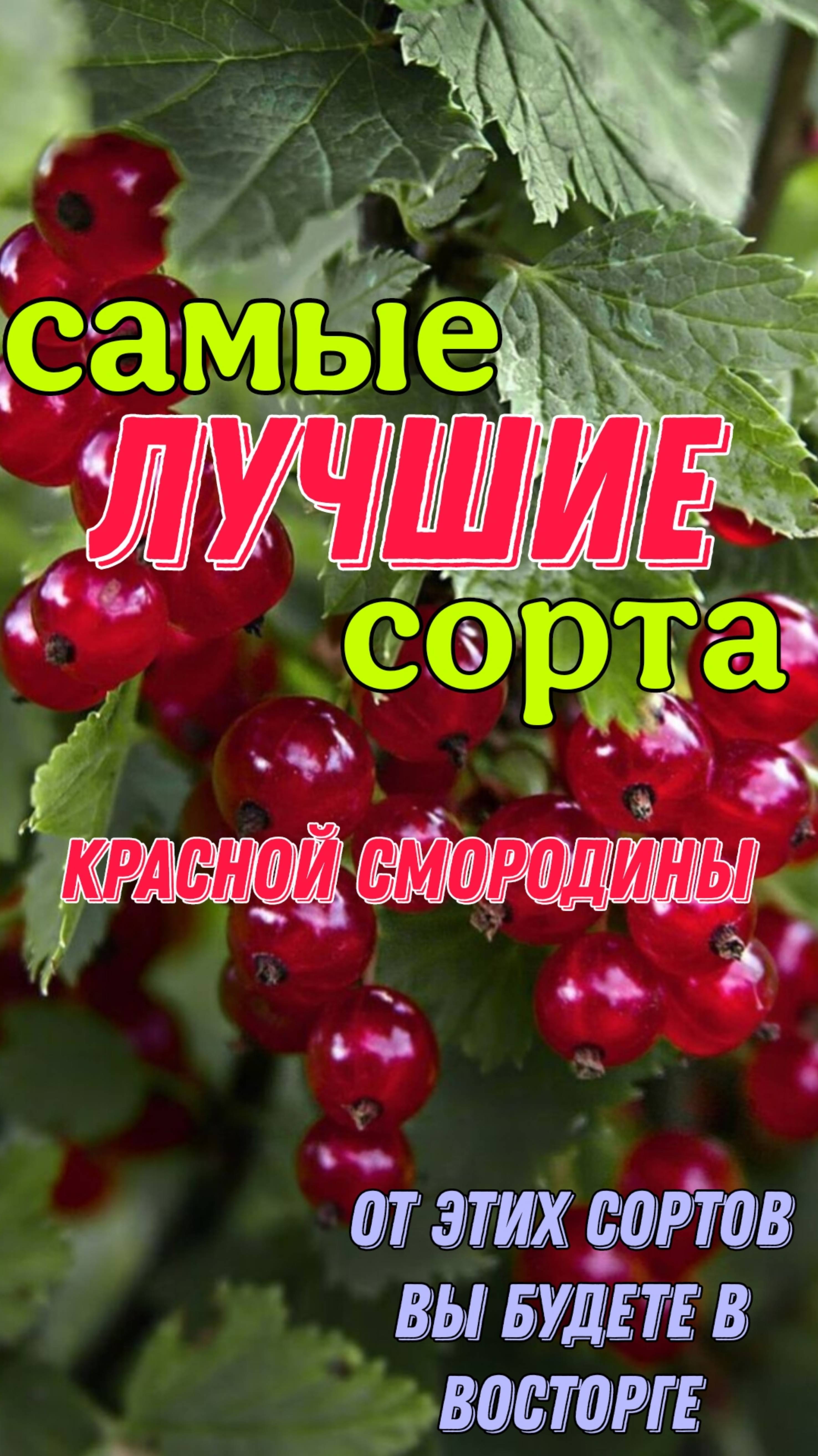 Самые лучшие сорта красной смородины.