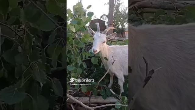 Осиновые листья и кора это лакомство для коз