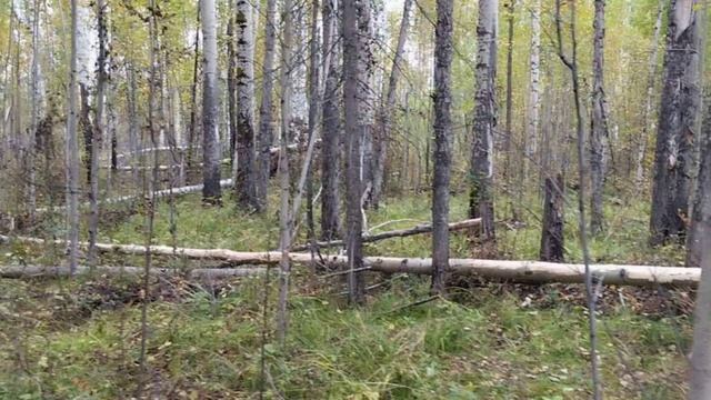 кому война, кому мать родна - о копытных