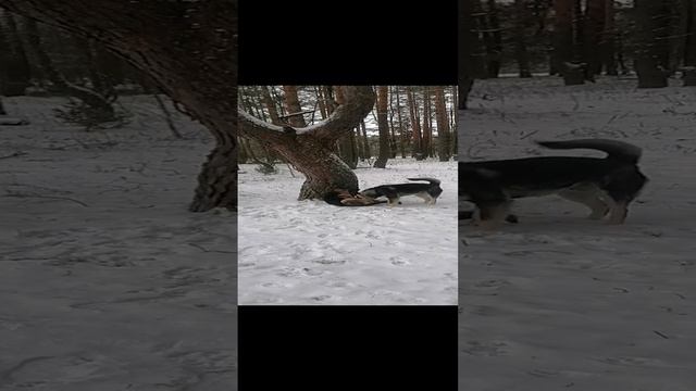Мухтар и Лайма, первый снег 7 декабря