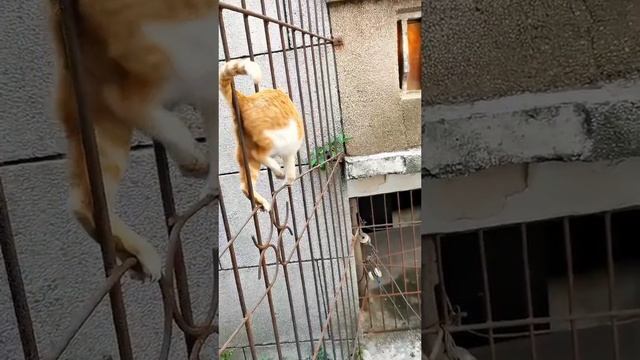 Жидкий кот.mp4