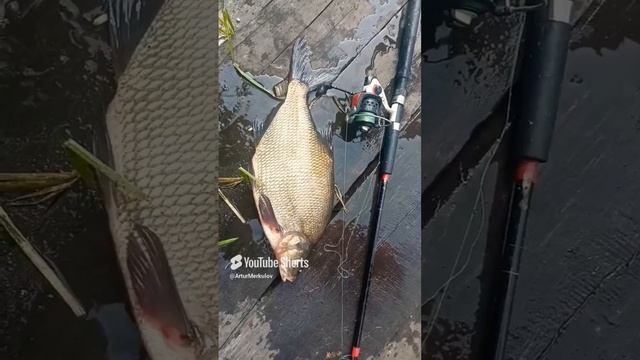 лещ на 3кг 44 размер ноги