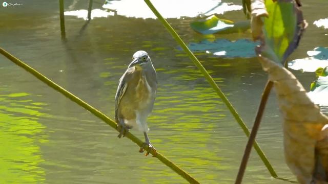 Birds Of The World 4K - Beautiful Bird Sounds In Rainforest  Jungle Sounds  Scenic Relaxation Film