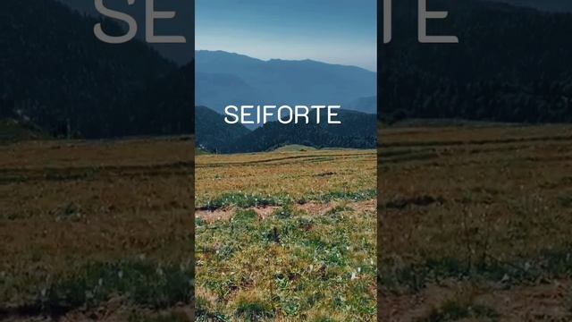 SEIFORTE БРЕД ДЛЯ ТЕБЯ