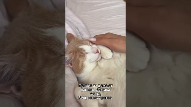 привет из дома от нашего Рыжика #саратов #вдобрыерукисаратов #верностьсаратов